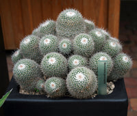 Mammillaria geminispina 25 Seeds - Twin Spined Cactus