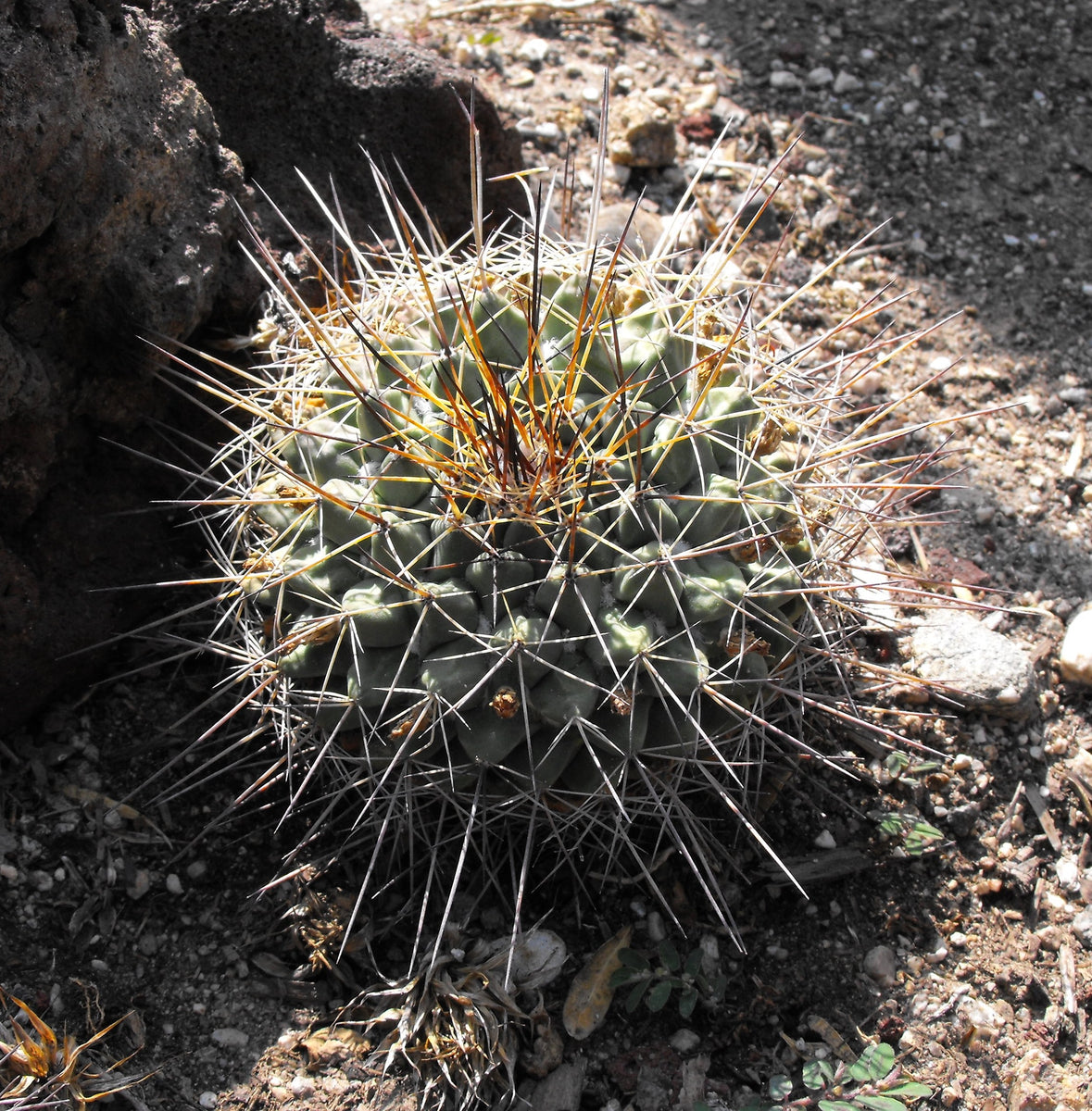 mammillaria melanocentra Mammillaria melanocentra 25 Seeds