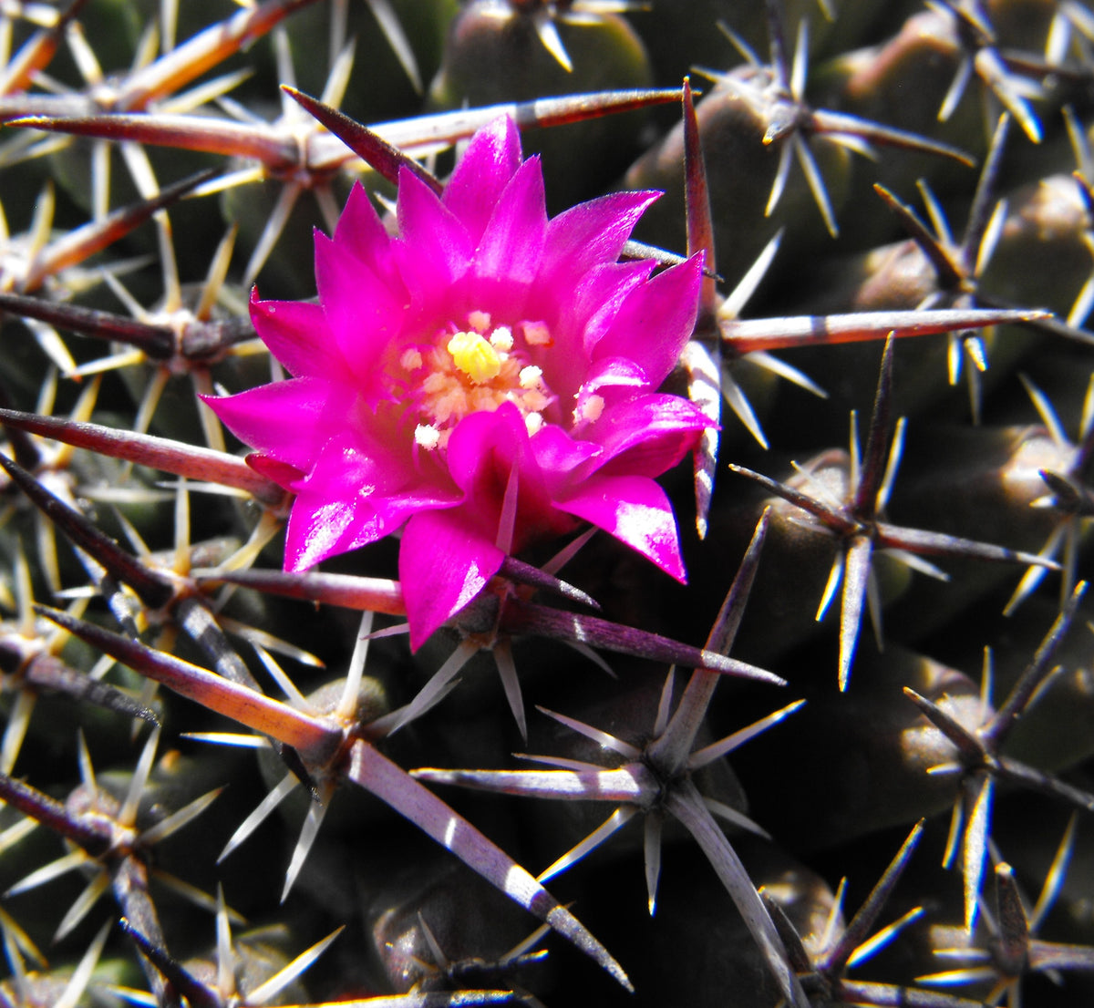 Mammillaria mystax 25 Seeds Powder Puff Cactus thegardenofset