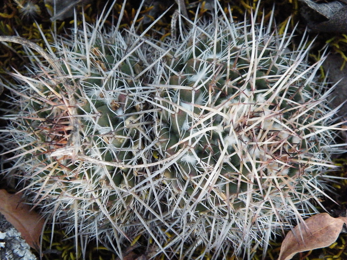 Mammillaria nejapensis 25 seeds – thegardenofset