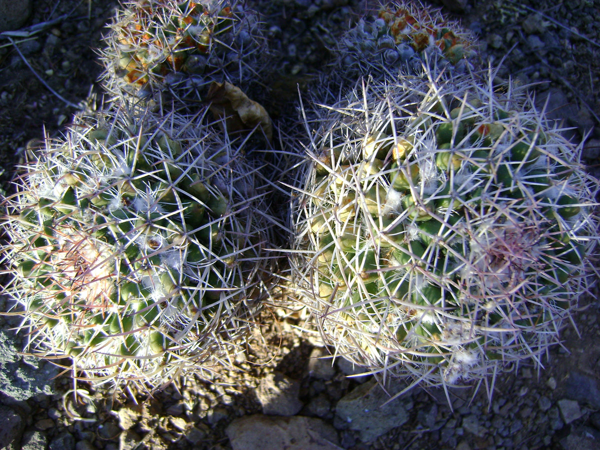 Mammillaria nejapensis 25 seeds – thegardenofset