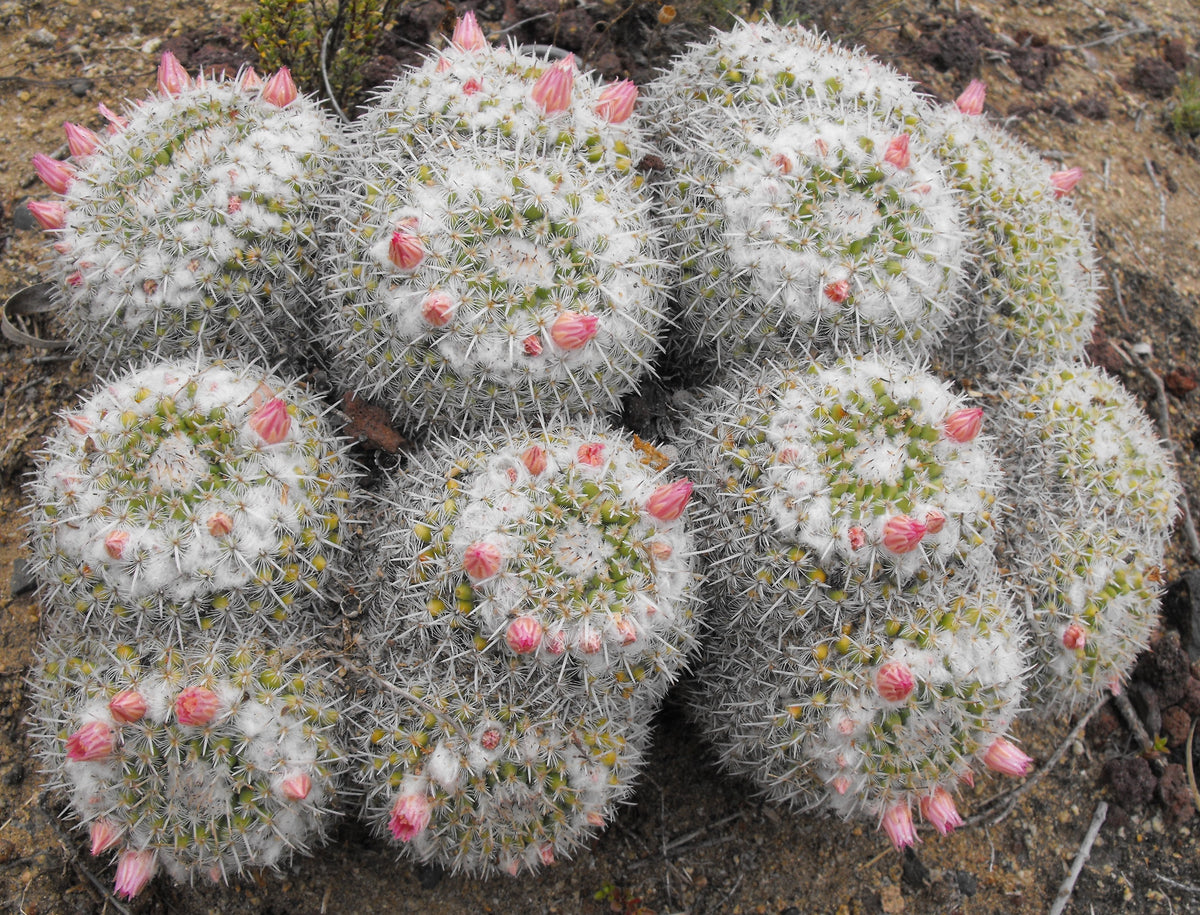Mammillaria parkinsonii Seeds
