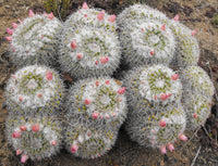 Mammillaria parkinsonii 25 Seeds - Owl Eye Pincushion Cactus