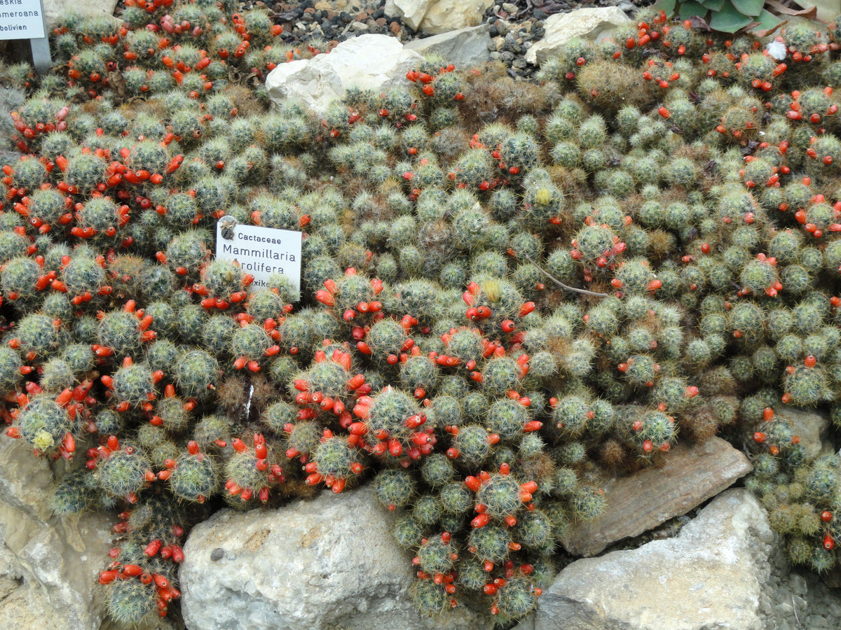 Mammillaria prolifera Seeds