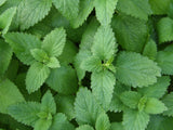 Melissa officinalis Seeds - Lemon Balm