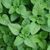 Melissa officinalis Seeds - Lemon Balm