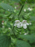 Melissa officinalis Seeds - Lemon Balm