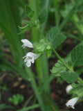 Melissa officinalis Seeds - Lemon Balm