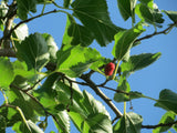 Morus nigra 50 Seeds - Black Mulberry