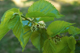 Morus nigra 50 Seeds - Black Mulberry