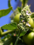 Nepeta cataria 100 Seeds - Catnip