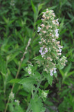 Nepeta cataria 100 Seeds - Catnip