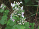 Nepeta cataria 100 Seeds - Catnip