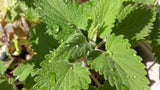 Nepeta cataria 100 Seeds - Catnip