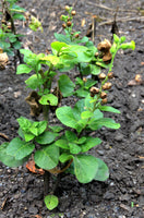 Nicotiana rustica Seeds - Aztec Tobacco