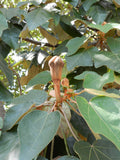 Ochroma pyramidale Seeds - Balsa Tree