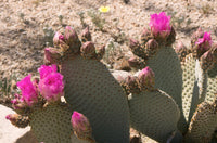 Opuntia basilaris 25 Seeds - Beavertail Cactus