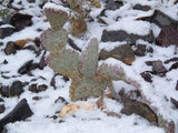 Opuntia basilaris 25 Seeds - Beavertail Cactus