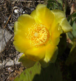 Opuntia humifusa 20 Seeds - Eastern Prickly Pear