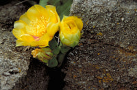 Opuntia humifusa 20 Seeds - Eastern Prickly Pear
