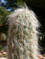 Oreocereus celsianus 20 Seeds - Old Man of the Mountains Cactus