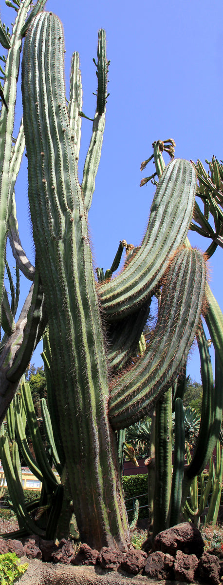 Pachycereus pringlei Seeds