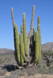 Pachycereus pringlei Seeds - Giant Cardon