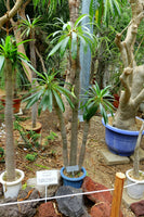 Pachypodium geayi Seeds - Madagascar Palm