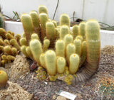 Parodia leninghausii 25 Seeds - Yellow Tower Cactus