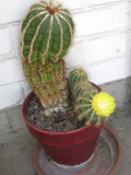 Parodia magnifica Seeds - Blue/Green Ball Cactus