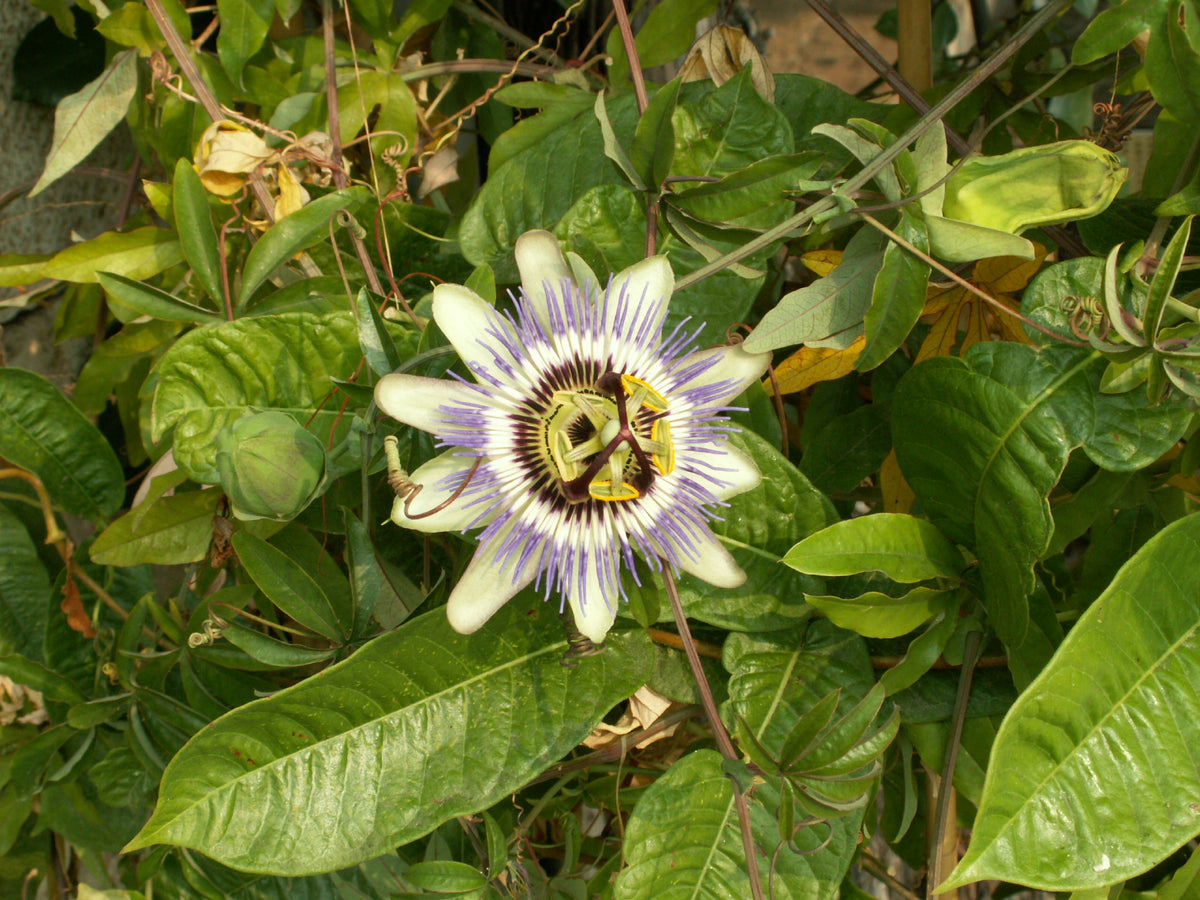 blue passion flower seeds Passiflora caerulea Seeds
