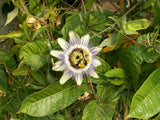 Passiflora caerulea 10 Seeds - Blue Passionflower