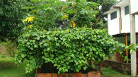 Passiflora quadrangularis 10 Seeds - Giant Granadilla