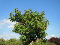 Paulownia Tomentosa 500 Seeds - Empress Tree