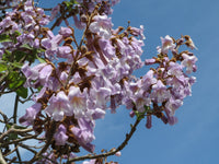 Paulownia Tomentosa 500 Seeds - Empress Tree