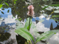 Persicaria amphibia 25 Seeds - Longroot Smartweed