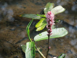 Persicaria amphibia 25 Seeds - Longroot Smartweed