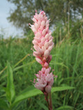 Persicaria amphibia 25 Seeds - Longroot Smartweed