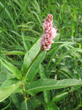 Persicaria amphibia 25 Seeds - Longroot Smartweed