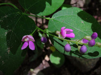 Phaseolus polystachios Seeds - Wild Kidney Beans