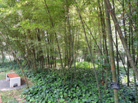 Phyllostachys edulis 50 Seeds - Moso Bamboo