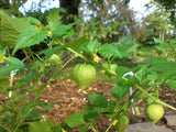Physalis peruviana 30 Seeds - Goldenberry