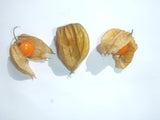 Physalis peruviana 30 Seeds - Goldenberry