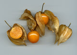 Physalis peruviana 30 Seeds - Goldenberry