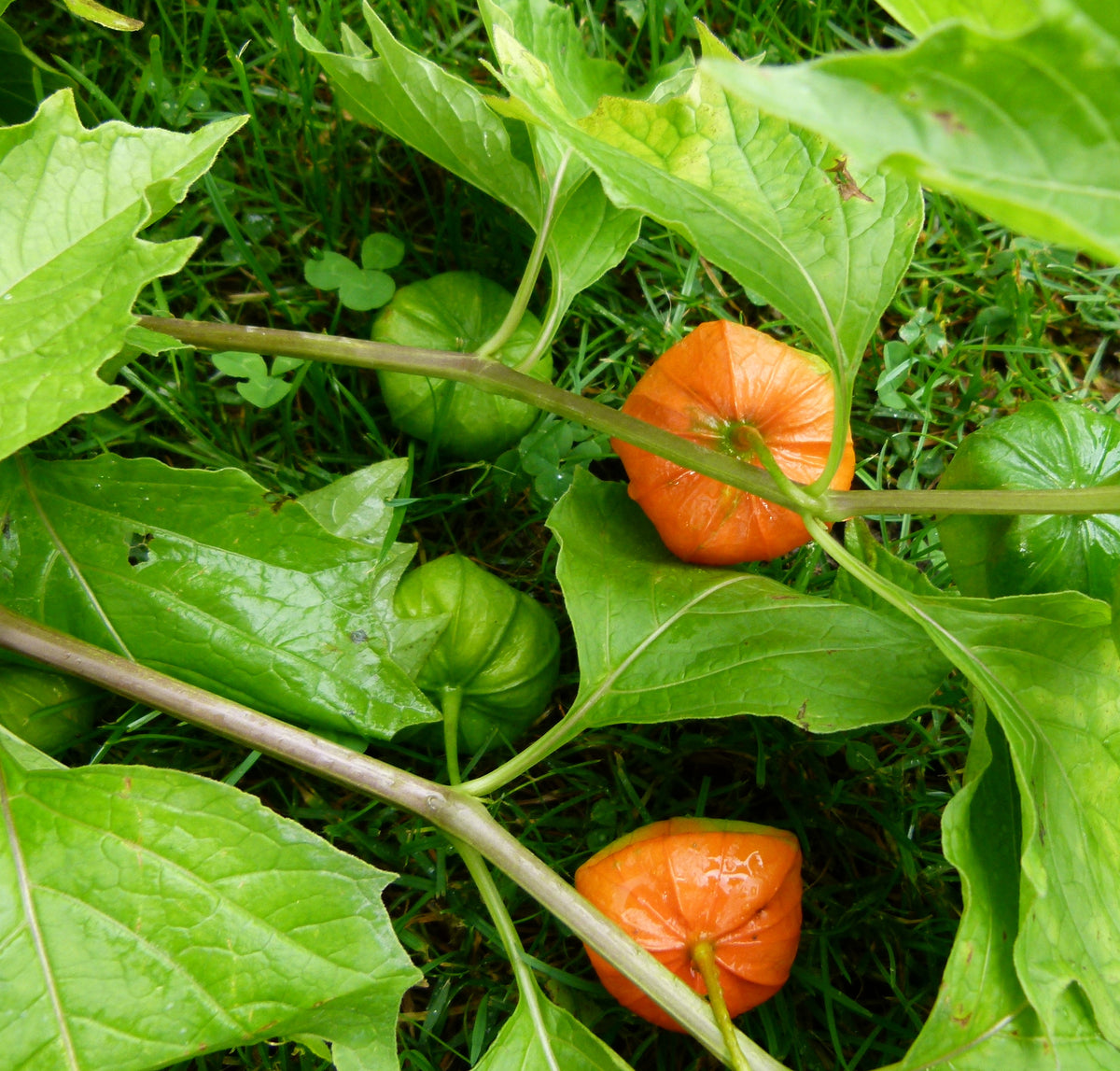 Physalis peruviana 30 Seeds