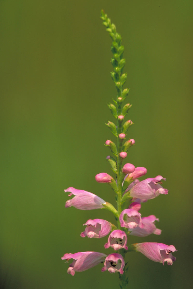 obedient plant seeds Physostegia virginiana Seeds
