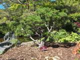 Pinus mugo var. Pumilio 25 Seeds - Dwarf Mugo Pine