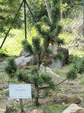Pinus aristata 25 Seeds - Colorado Bristlecone Pine