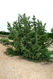 Pinus aristata 25 Seeds - Colorado Bristlecone Pine