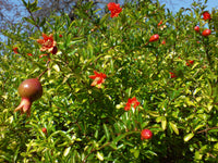 Punica granatum var. Nana 20 Seeds - Dwarf Pomegranate